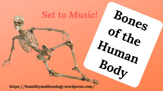 Bones of the Human Body Song, homeschool science