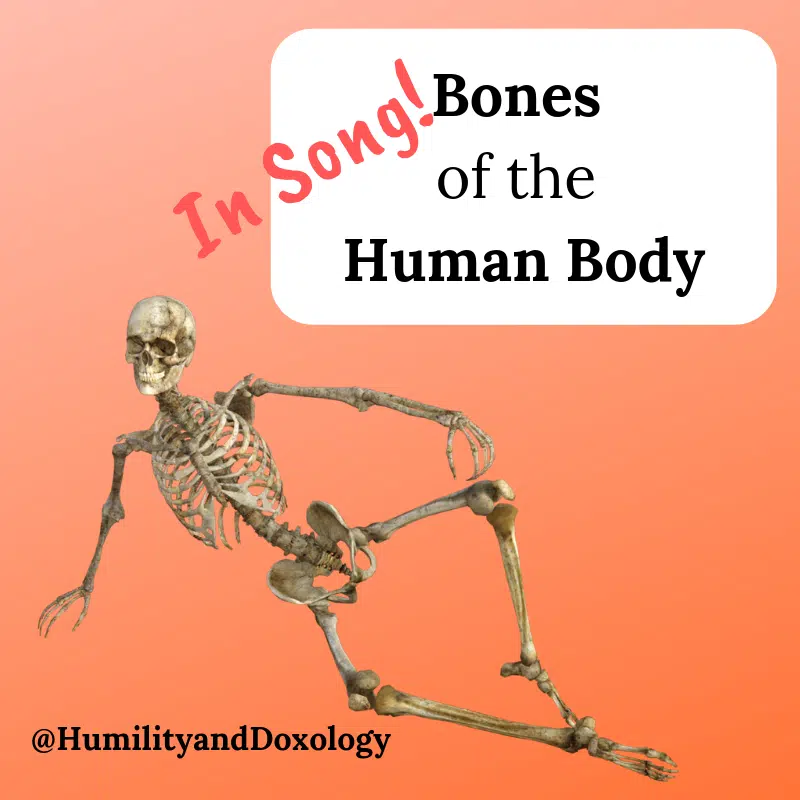 Bones of the Human Body set to music, homeschool science song!